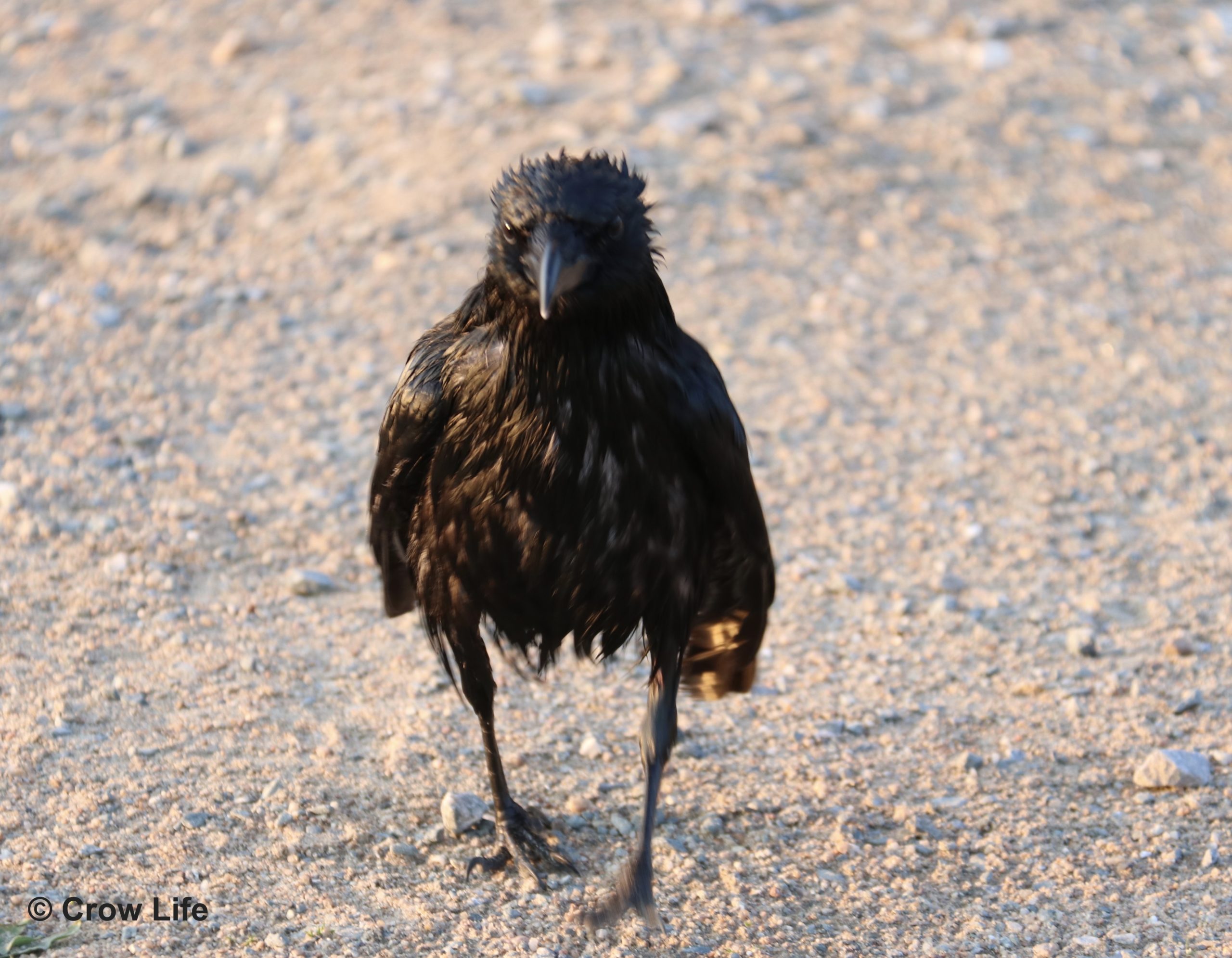 Que Faire Si Vous Avez Trouve Un Oiseau Blesse Ou Un Oisillon Crow Life Centre De Recherche Et Protection Des Corvides